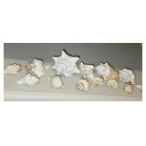 Collection of Murex Shells