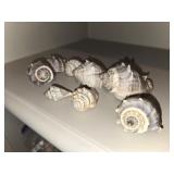 Melongena Crown Conch Seashells