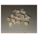 Small Seashells