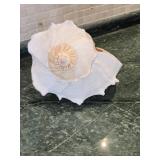 Believed to be a Florida Horse Conch Shell