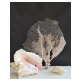 Sea Fan Coral, Queen Conch Shell & Brain Coral