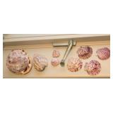 Bullmouth Helmet Seashell, Bullmouth Helmet,