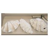 (3) Giant Clam Shells