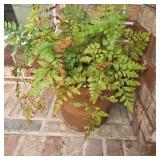Potted Leatherleaf Fern