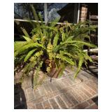 Queen Fern in Terracotta Pot