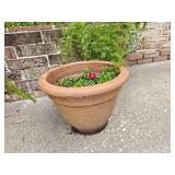 Medium Terra Cotta Planter with a Few Dianthus