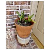 Plan "A" Planter w/Christmas Cactus, Crock