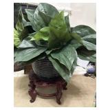 Large Leaf Tropical Houseplant, resembling a