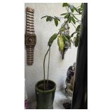 Plant in potter very heavy and big