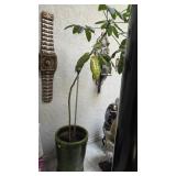 Plant in Pot Large & Very Heavy