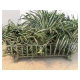Footed Metal Trough Style Planter W/Spider Plants
