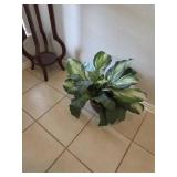 Silk Plant