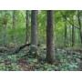 5.5+/- Beautiful wooded acres in Willow Hill, PA!