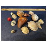 Seashells Seashells