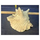 Conch shell