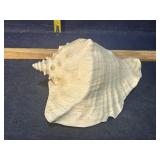 Conch shell