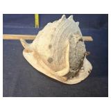 Large sea shell
