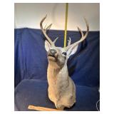 White tail deer mount