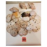 Misc Sea Shells & Sand Dollars