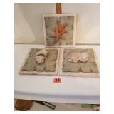 3 Pc Seaside Seashell Deco Wall Plaques