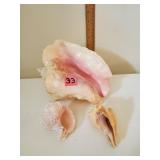 1 Lg Seashell & 2 Sm Seashells