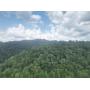 81 Acres in Mingo County with Great Hunting & Potential for Timbering