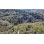 227 Acres of Prime Timber and Hunting Land in Mingo County Selling to the Highest Bidder