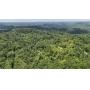 Over 95 Acres with a Homesite in Harrison County