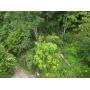 151 Surveyed Acres in Boone County Selling to the Highest Bidder