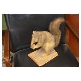 Taxidermy Squirrel