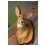 Taxidermy Whitetail Doe