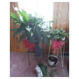 Several Live Plants&Stands incl Peace