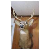 Mounted Deer Head