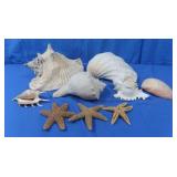 Variety of Seashells,Conch shells,Starfish &more