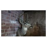 Whitetail Deer Shoulder Mount