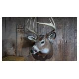 Whitetail Deer Shoulder Mount