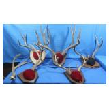 5 Sets Mounted Antlers