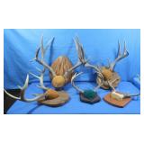 5 Sets Mounted Antlers
