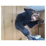 Black Bear Wall Mount 22W x 19H x 24" Deep