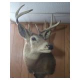 8 Point Whitetail Shoulder Mount