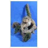 Taxidermy Squirrel Statue