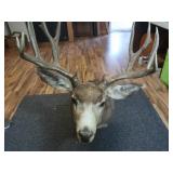 11 Point Mule Deer Mount 20" Spread