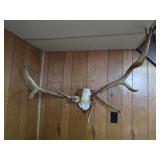 Elk Antler Mount