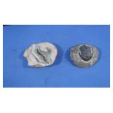 Pettified Fossil & More