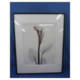 Framed Art Print "Calla Lilly Portrait" by Albert