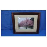 Glass Framed Cherry Blossom Photo