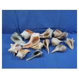Assortment of Seashells