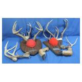 Misc Deer Antlers