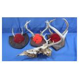 Misc Deer Antlers