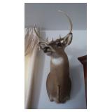 Shoulder Mount White Tail Deer Buck
